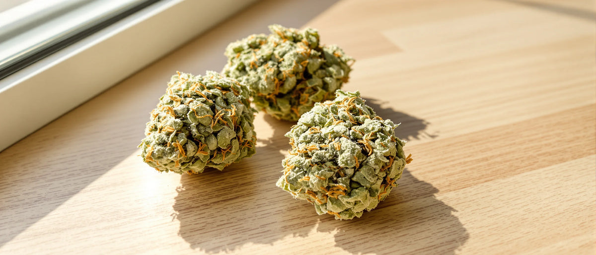 Drei CBD-Blüten mit Trichomen auf hellem Holztisch im Morgenlicht, Thema CBD an der Tankstelle