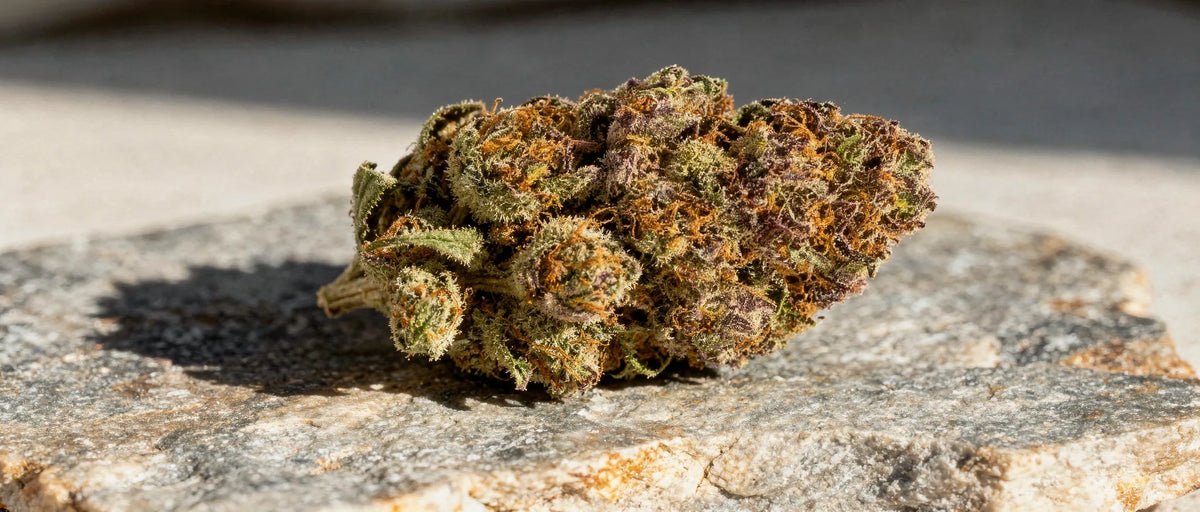 CBD Wirkung: Wie Cannabidiol im Körper ansetzt