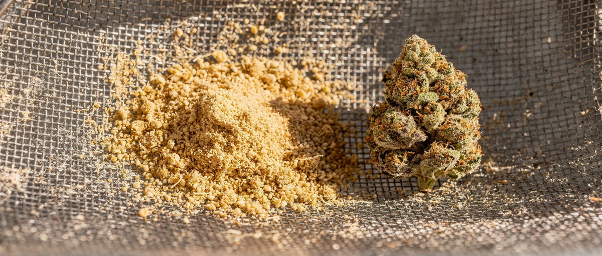 Feines goldbeiges Harzpulver auf einem Siebgewebe neben einer Hanfblüte, Makro, Thema Dry Sift
