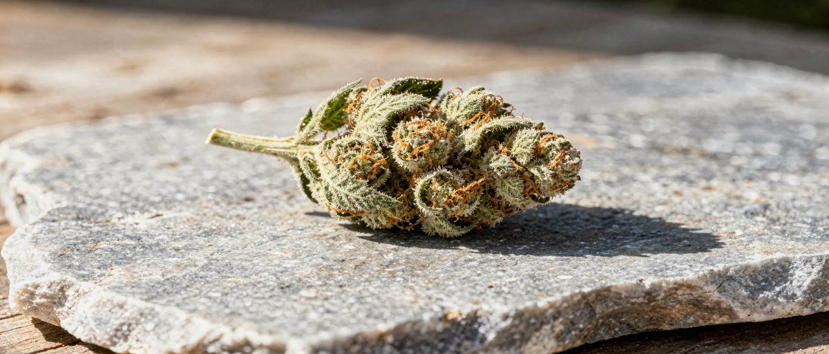 HHC-P Wirkung: Wie potent ist das Cannabinoid wirklich?