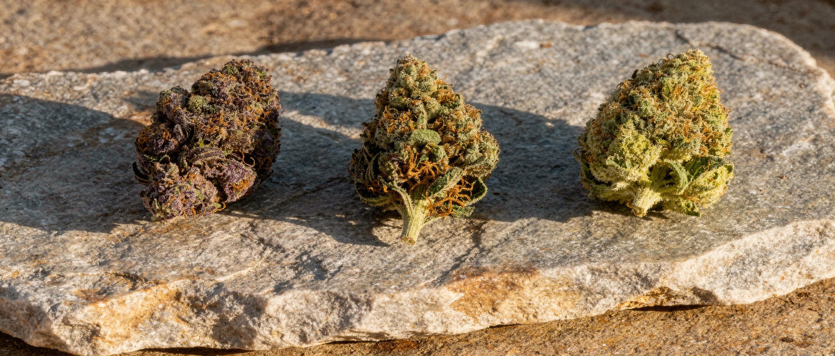 THC-O Erfahrungen richtig einordnen