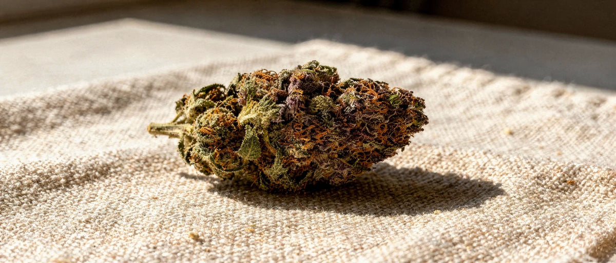 THC-O Wirkung: Was wirklich dran ist